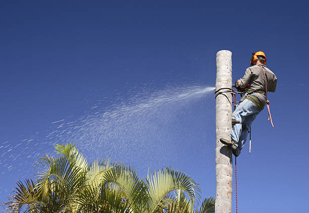 Best Tree and Shrub Care  in Dravosburg, PA