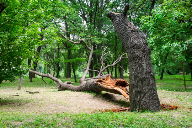 How Our Tree Care Process Works  in  Dravosburg, PA