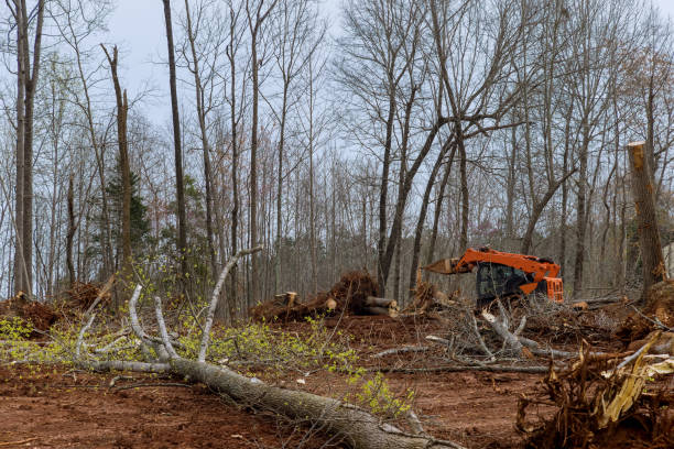 Best Emergency Tree Removal  in Dravosburg, PA